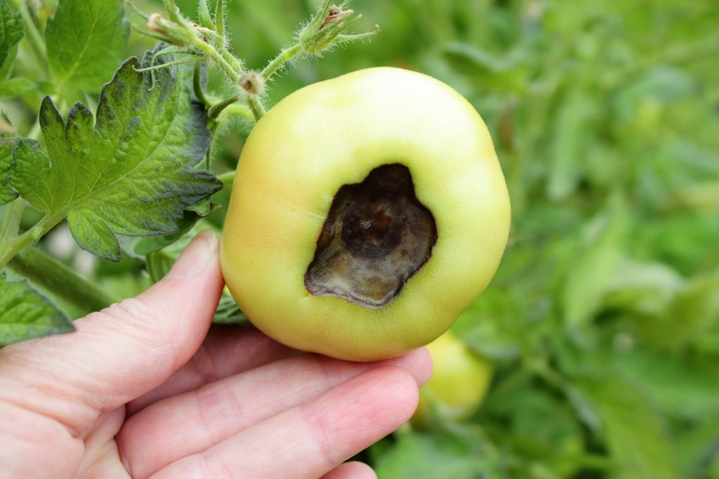 фото с сайта  https://www.kazportal.kz/   в качестве примера