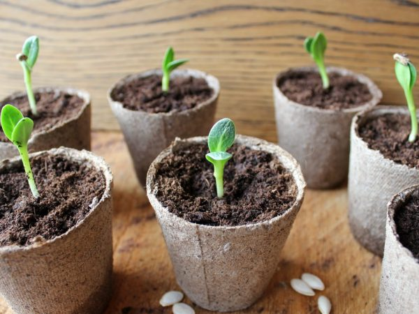 5 главных причин, почему не всходят семена | Семена Алтая. Дачные ...