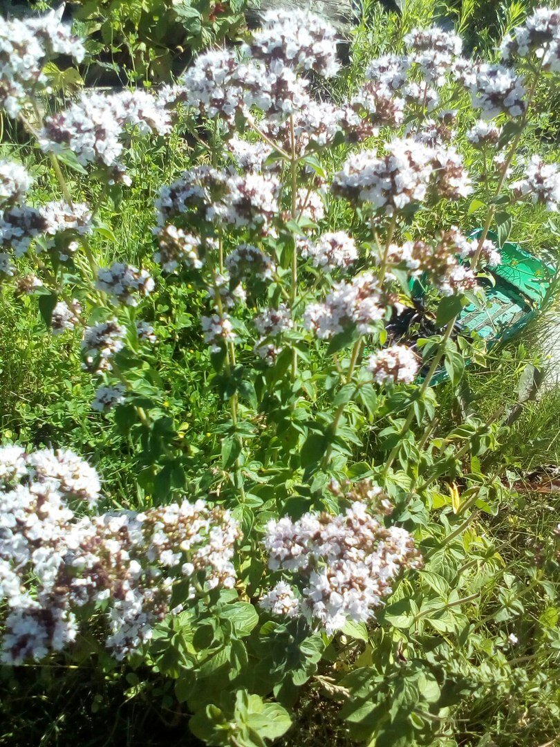 Мята перечная - страшный агрессор, если ее не контролировать