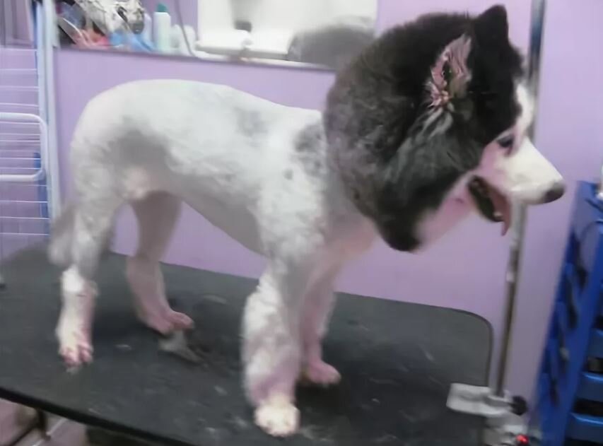 Изображение взято с сайта husky.forum.ru