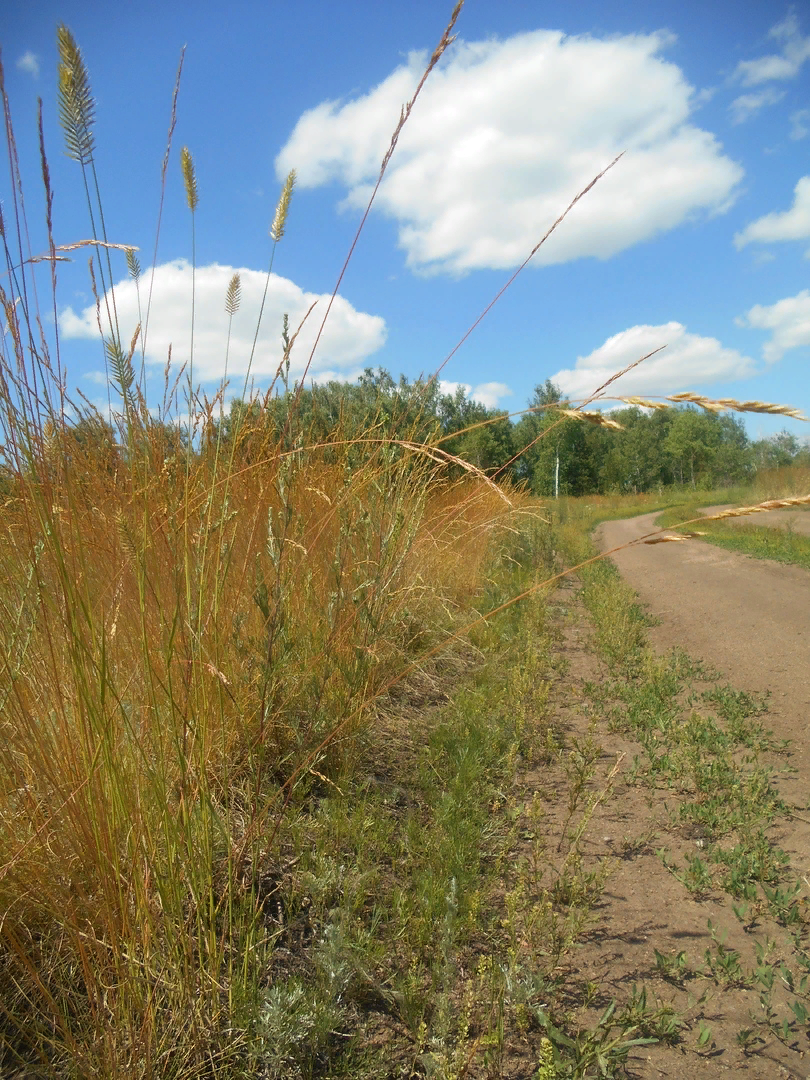 Автор: Виктор Зыков