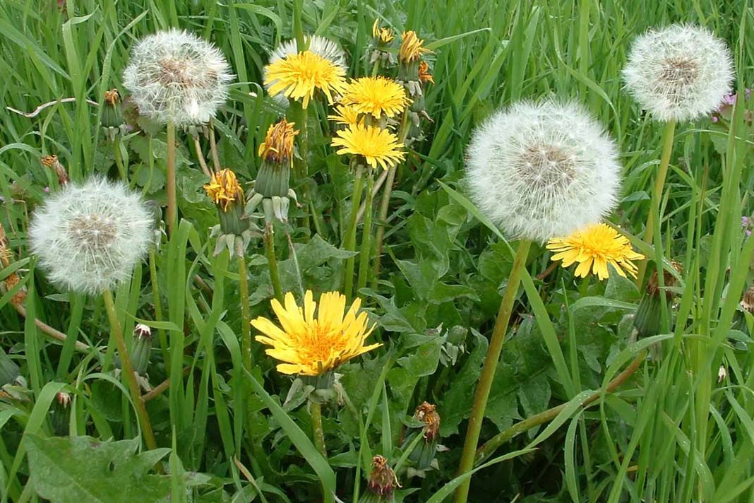 источник: https://herbal-grass.com/