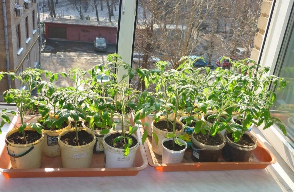 рассада дачников, фото из открытого источника