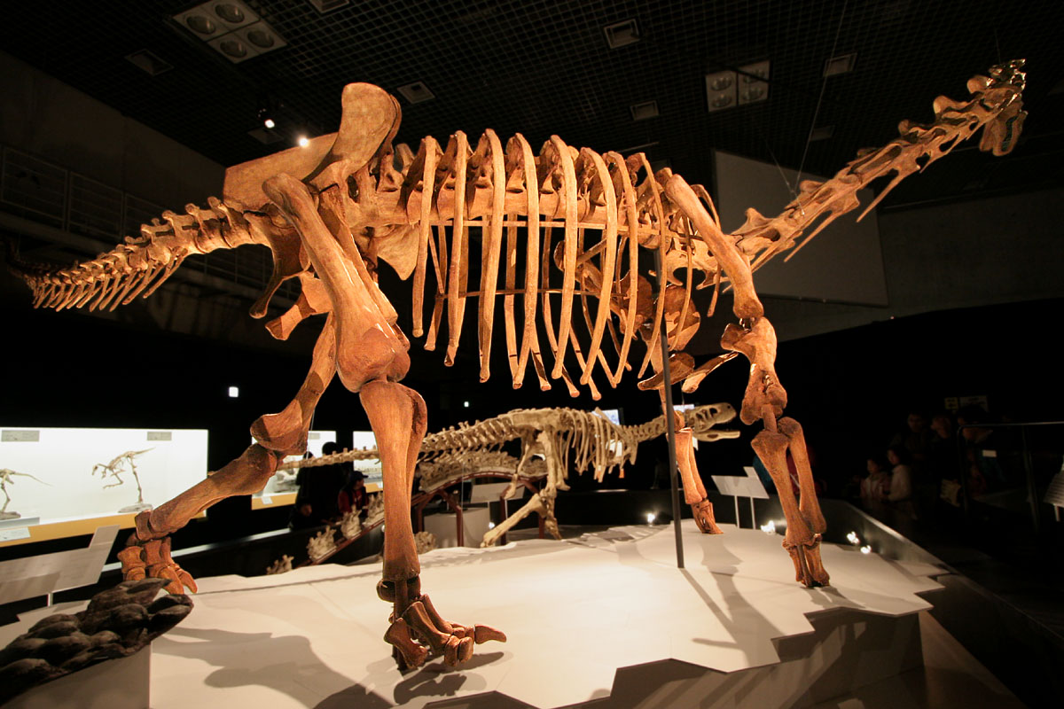 Maxakalisaurus skeleton