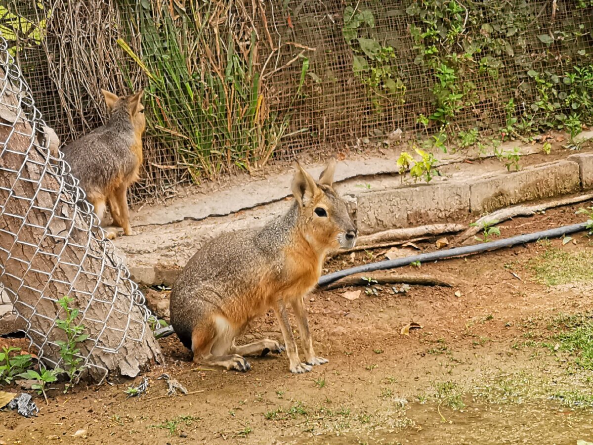 Семейство патагонских Зайцев. Зоопарк уссурийск