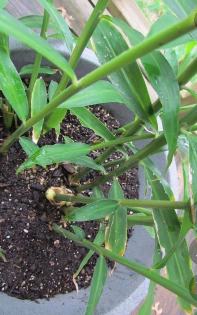 Выглядит вот так,по мне немного похоже на осоку,фото из интернета.