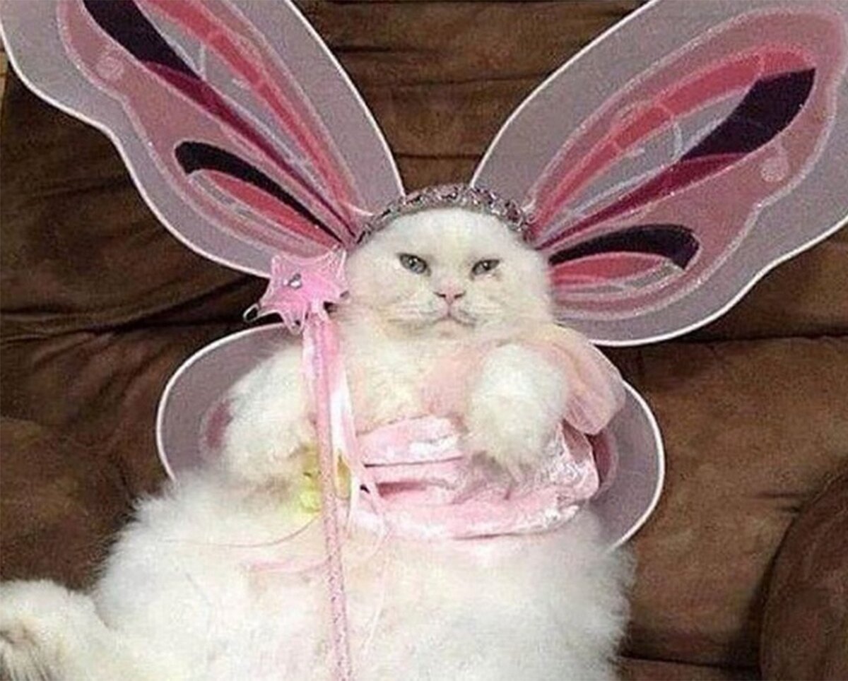 Котик-фея