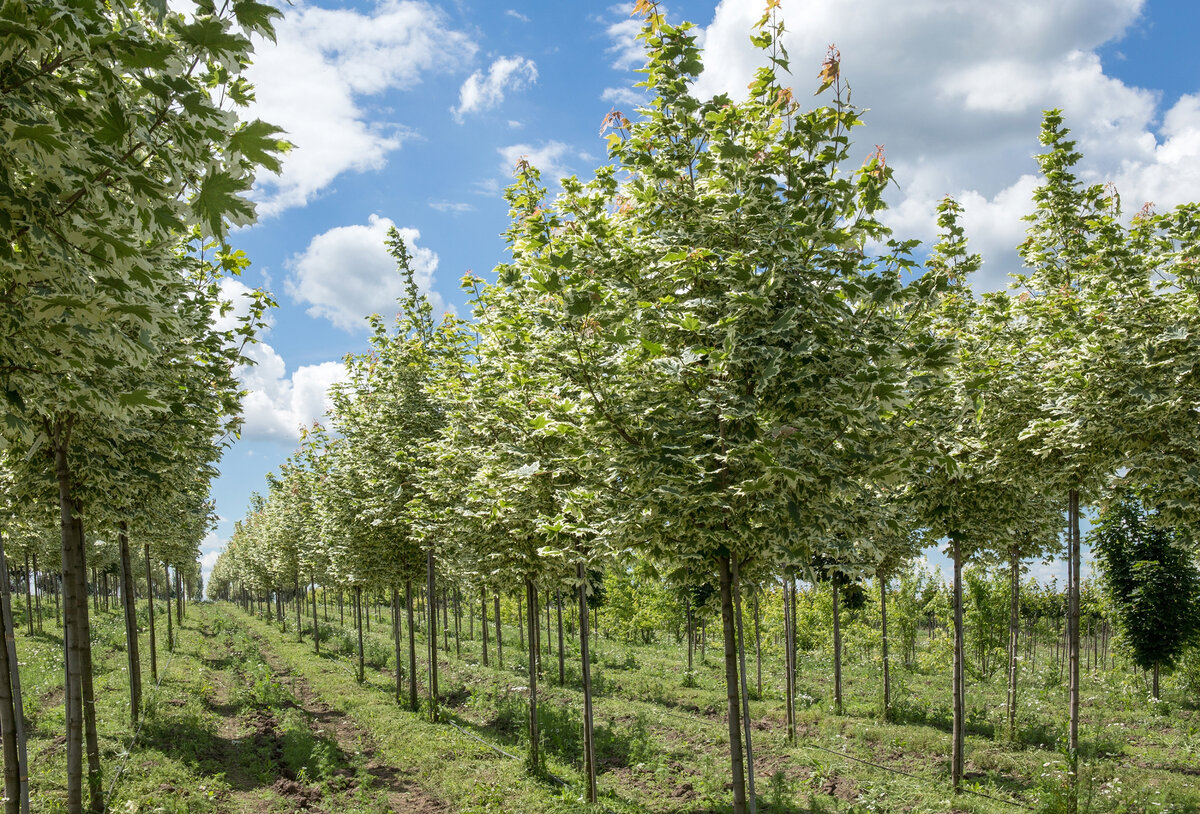 Клен остролистный «Друммонди» Acer platanoides 'Drummondii'