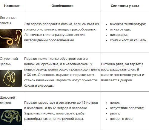 Глисты у кошек – что делать? | Новости о лечении животных от специалистов «Апиценна»