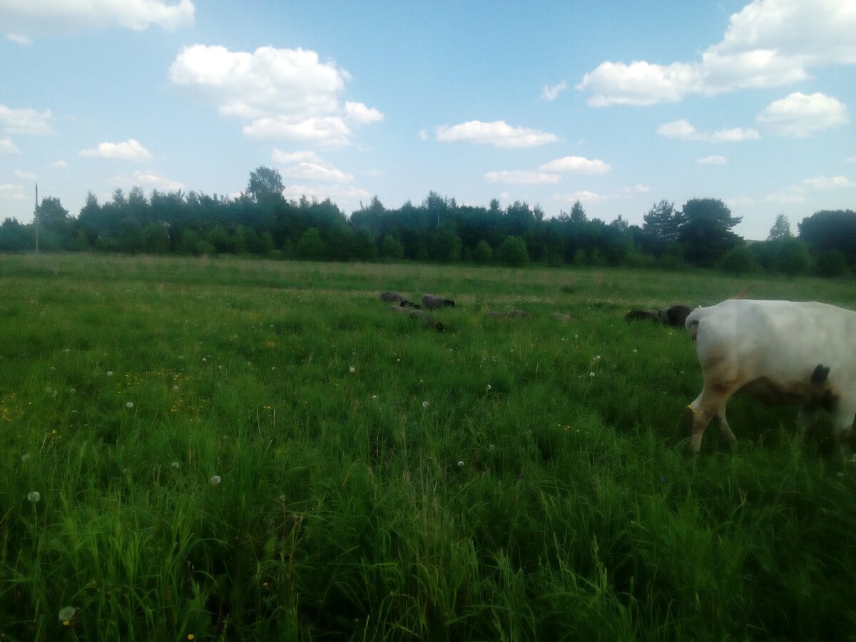 Летний выпас скота