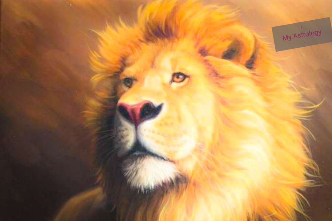 Оранжевый лев. Красивый огненный лев. Лев. Огненный лев кумадори. Голова льва.