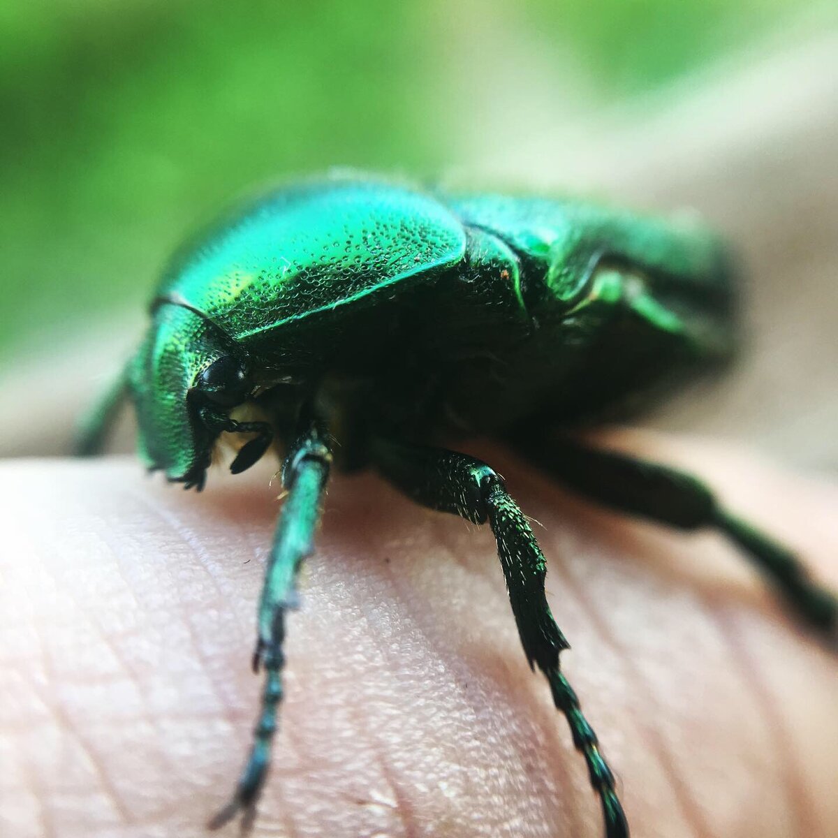 Зеленая бронзовка или “золотистый металлический жук” с древнегреческого. Как по мне - это один из самых красивых видов жуков которых можно встретить в наших регионах.