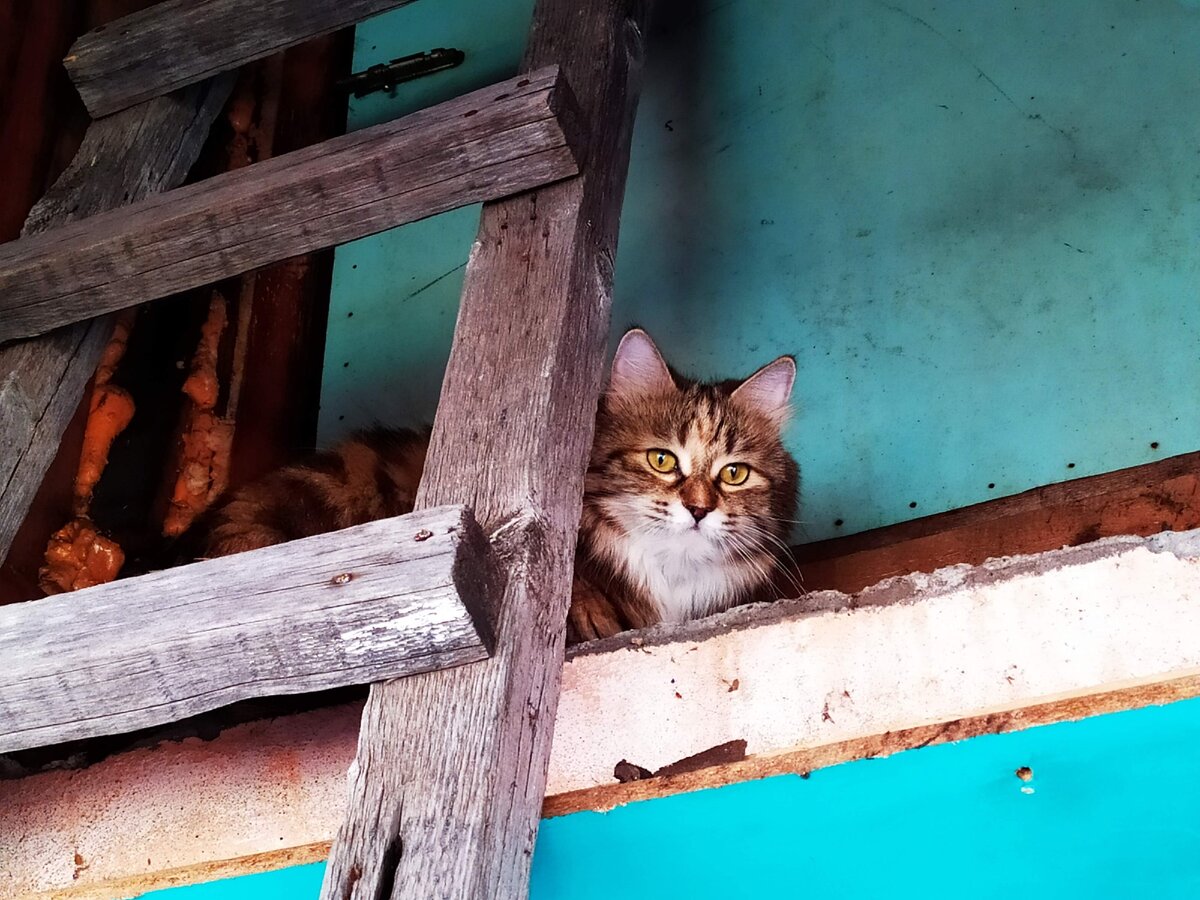  Фото из личного архива. Масяня у входной двери на второй этаж. IMG_20200419_135256