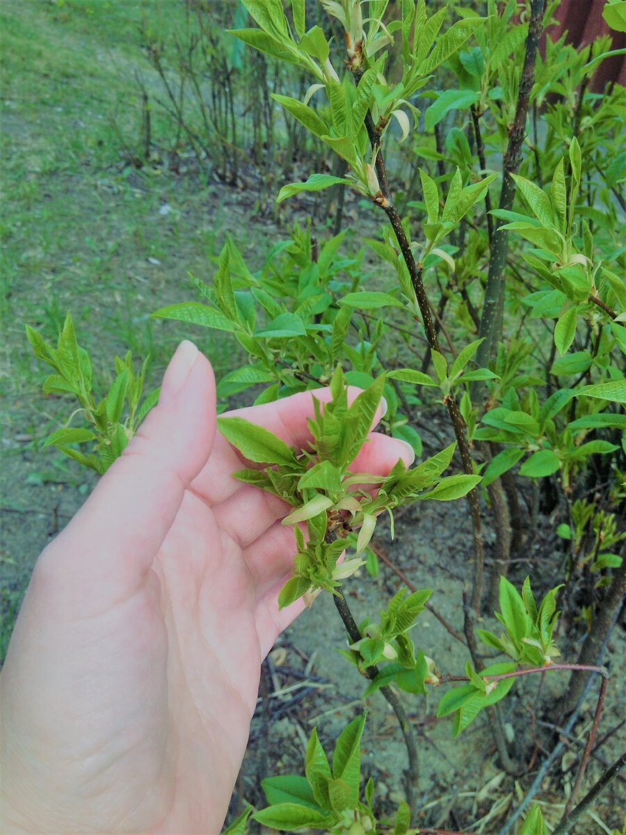 Красиво, правда? И когда успели появиться эти листочки?