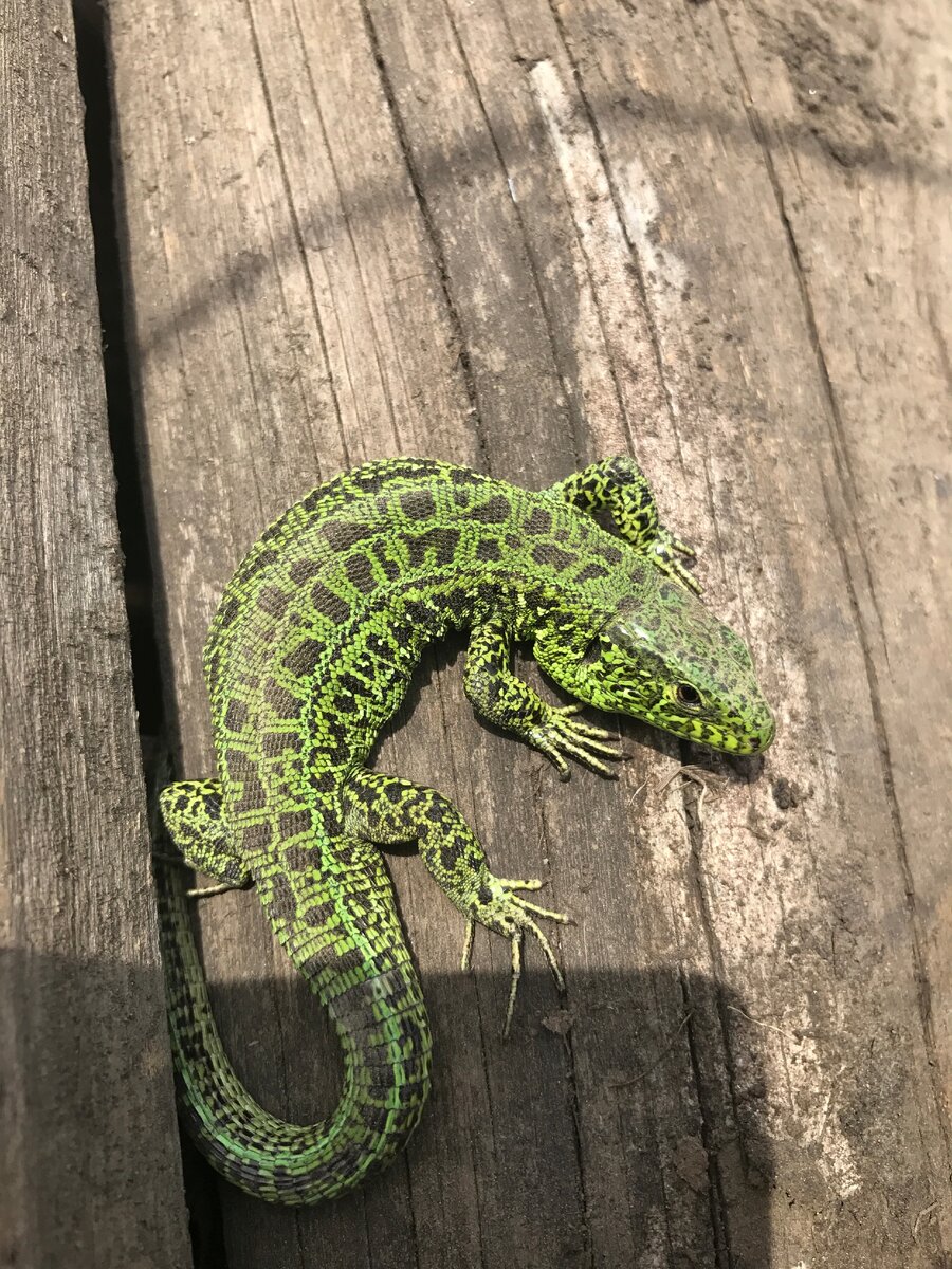 Мои постоянные дачные жильцы