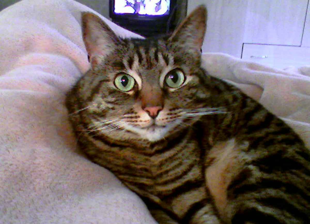 Кот Тёма. Фото автора истории. 