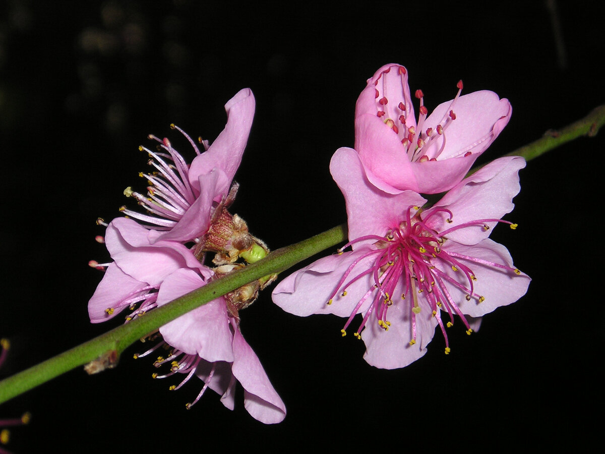 © All rights reserved. ---  Цветущая сакура.