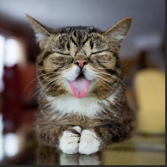 Фото с сервера Яндекс.Картинки