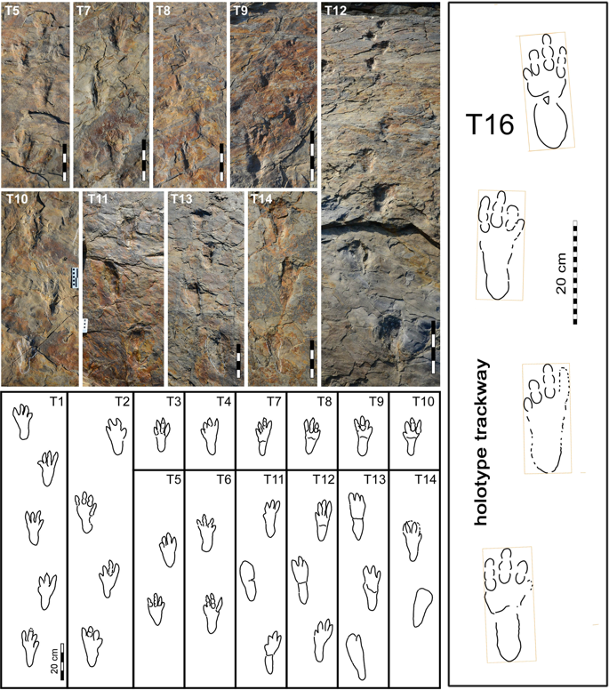 Фотографии и контурные прорисовки следов и сегментов следов Batrachopus grandis ichnosp. https://www.nature.com