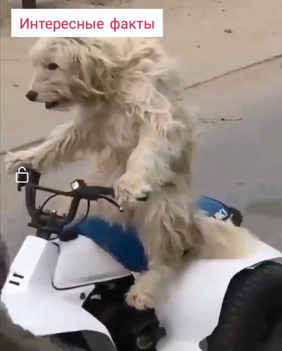 Уверенный в себе пёс!