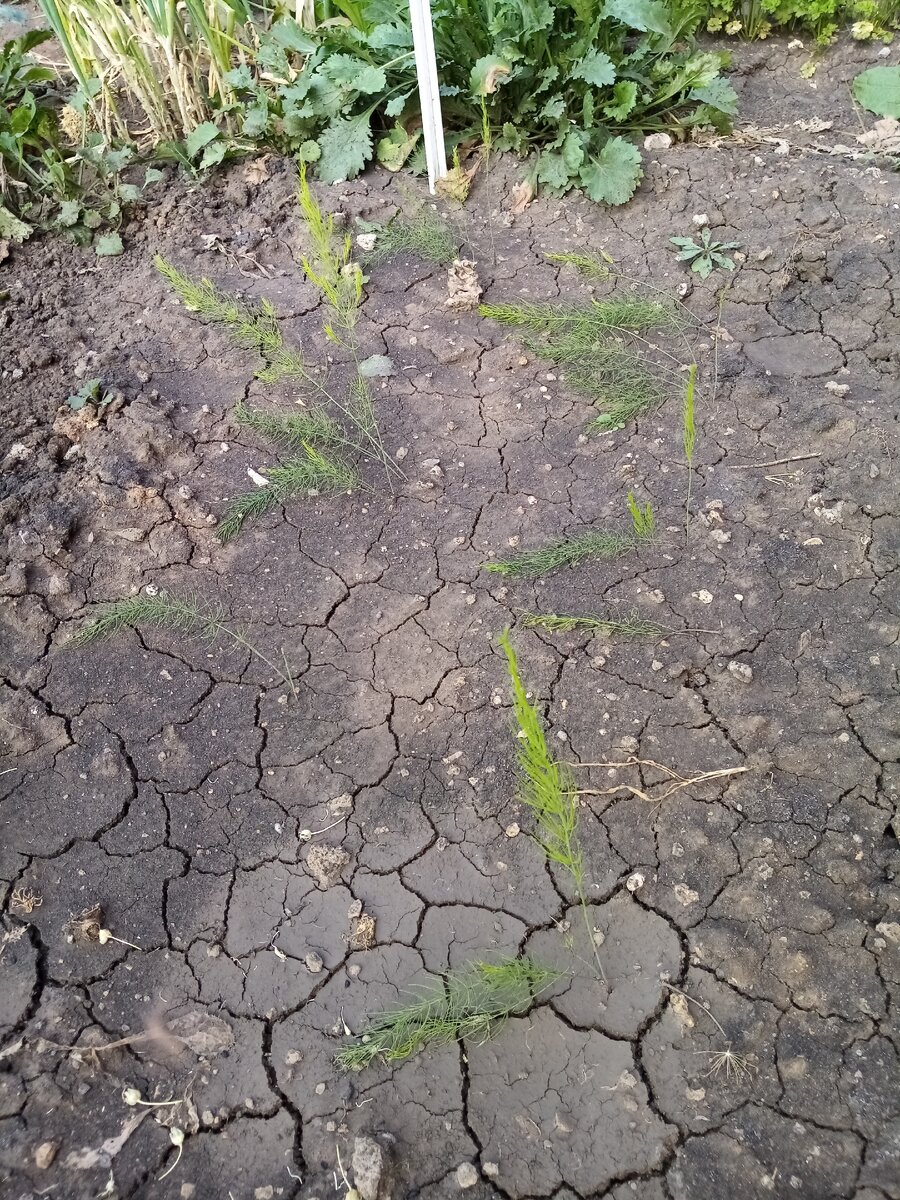 Спаржа. Первый год. 