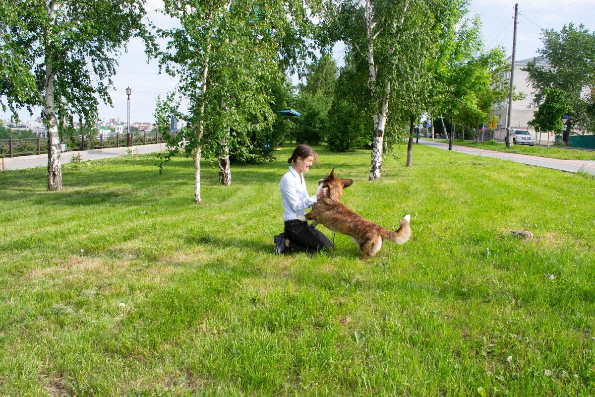 Джаггер на прогулке в парке