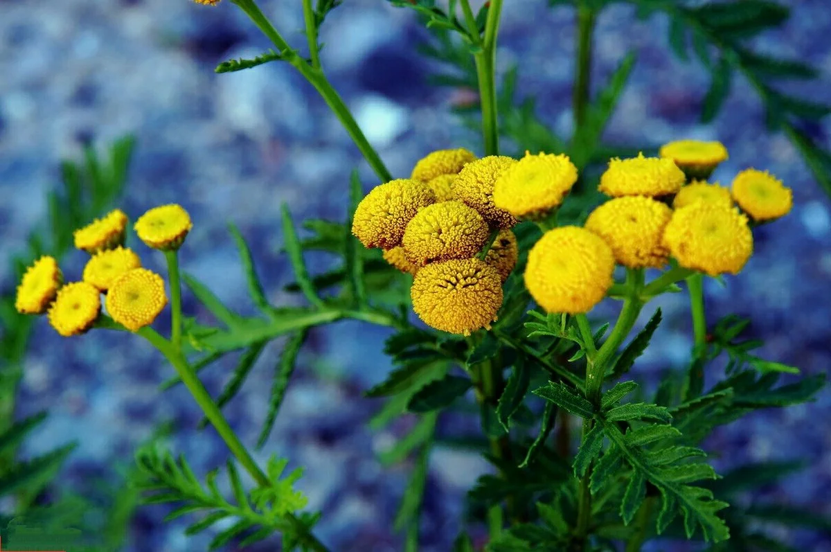 Как выглядит пижма. Пижма обыкновенная (Tanacetum vulgare). Пижма гуронская. Пижма обыкновенная (Tanacetum vulgare l.). Пижма (раст. Сем. Сложноцветных).