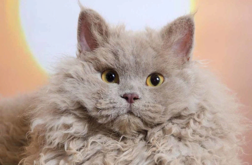 14 пород кошек, которые мирно сосуществуют с собаками: руководство для владельцев