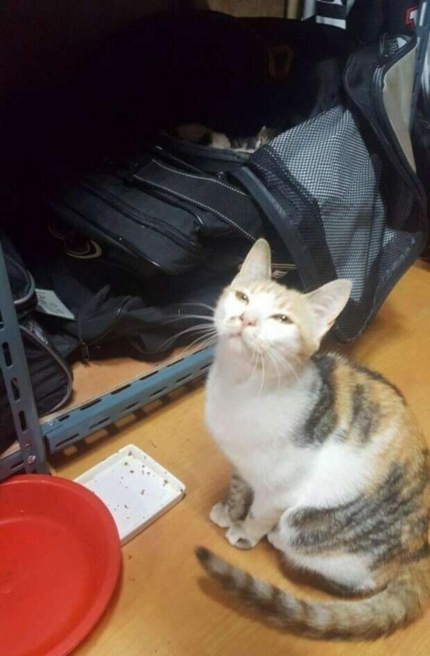 Мама-кошка и котята. Источник фото: https://givepaw.ru/blog/43876758434/Bezdomnaya-koshka-pristroila-svoih-malyishey-v-sumku-hokkeista