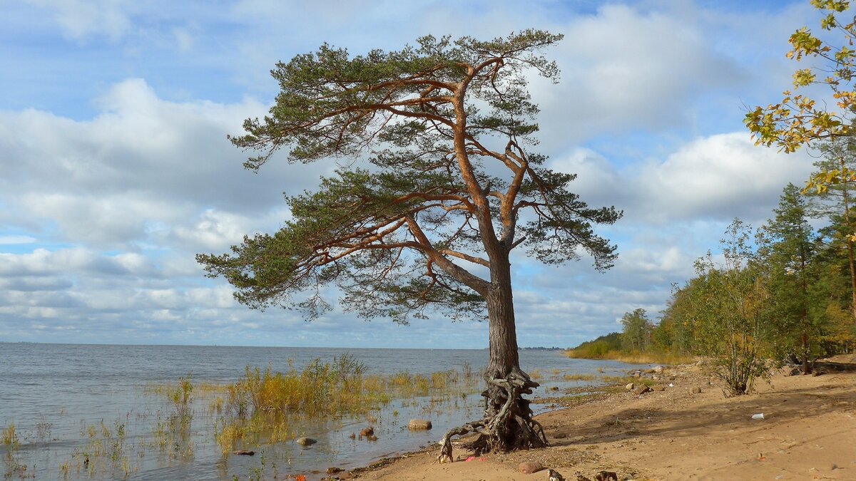 Финский залив Зеленогорск осень