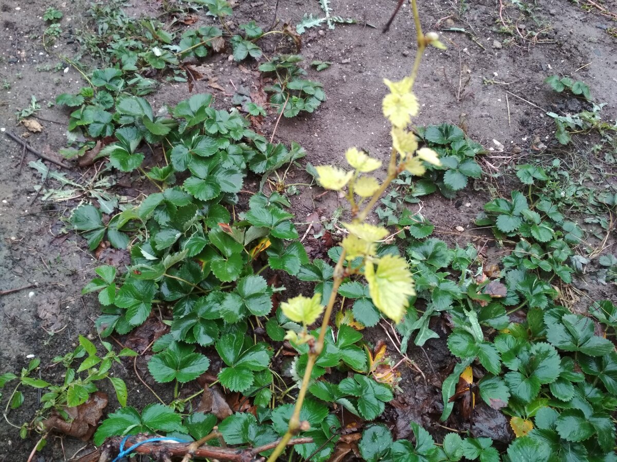 вот такие листки распускаются 