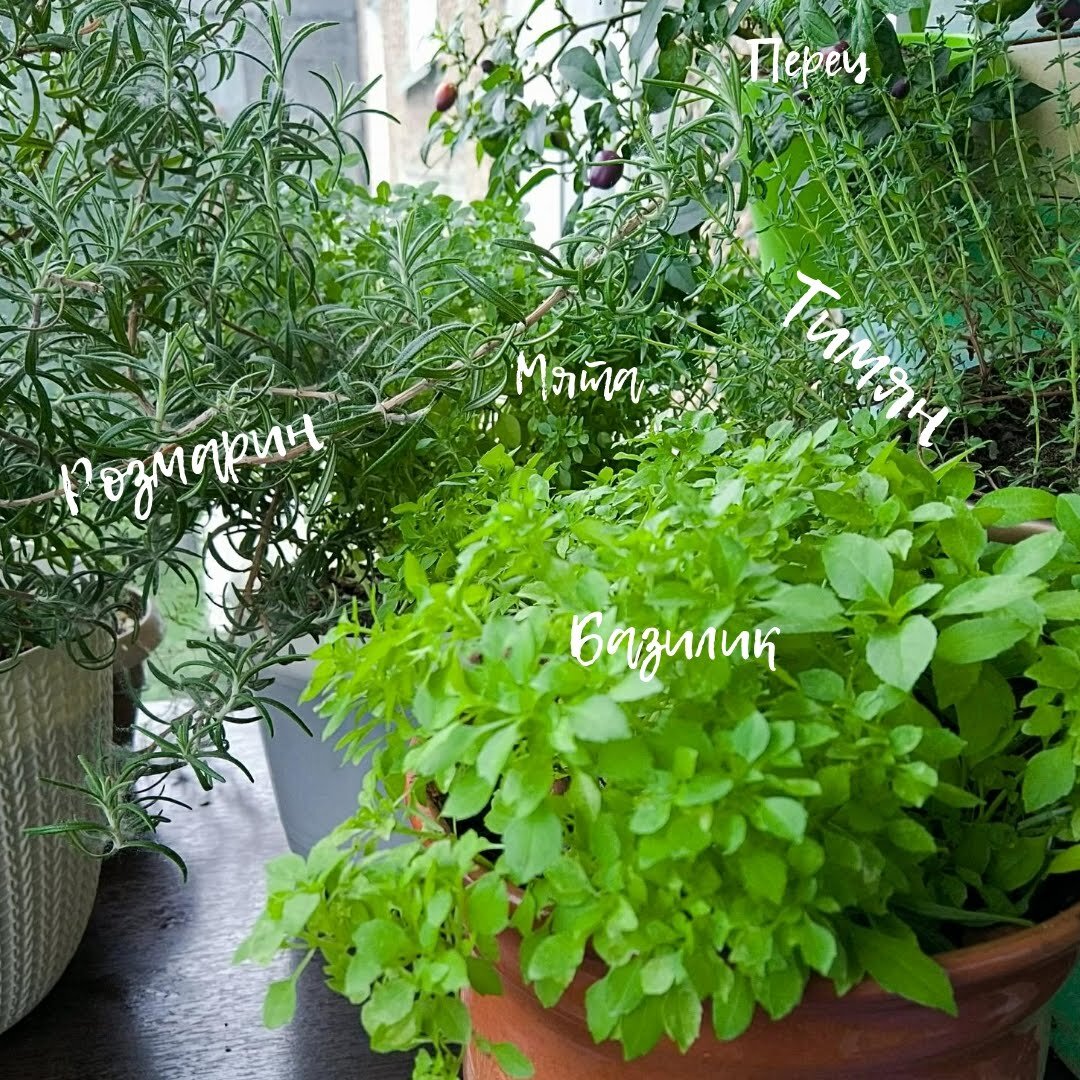 Выращивала еще и перец, но его так много растет, что мы не можем столько использовать. 