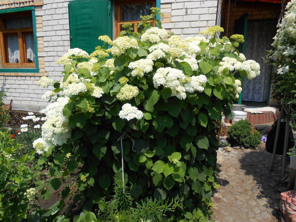 Посадили по осени себе гортензию, а по весне не нашли, так как ее украли (фото автора)