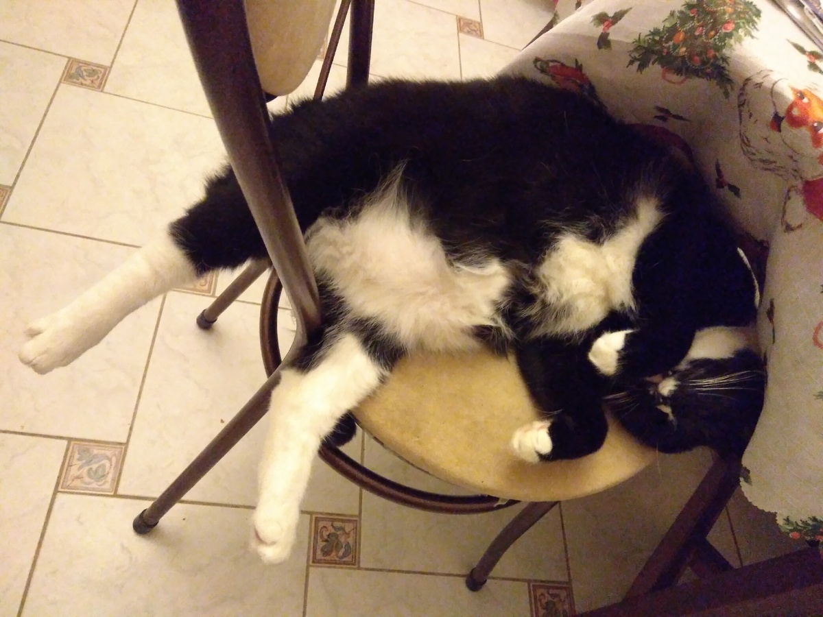 Вот и я бы так лежала.. Как отдыхает мой любимый кабанчик после завтрака))) 