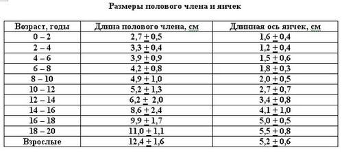 Таблица физиологической нормы полового органа