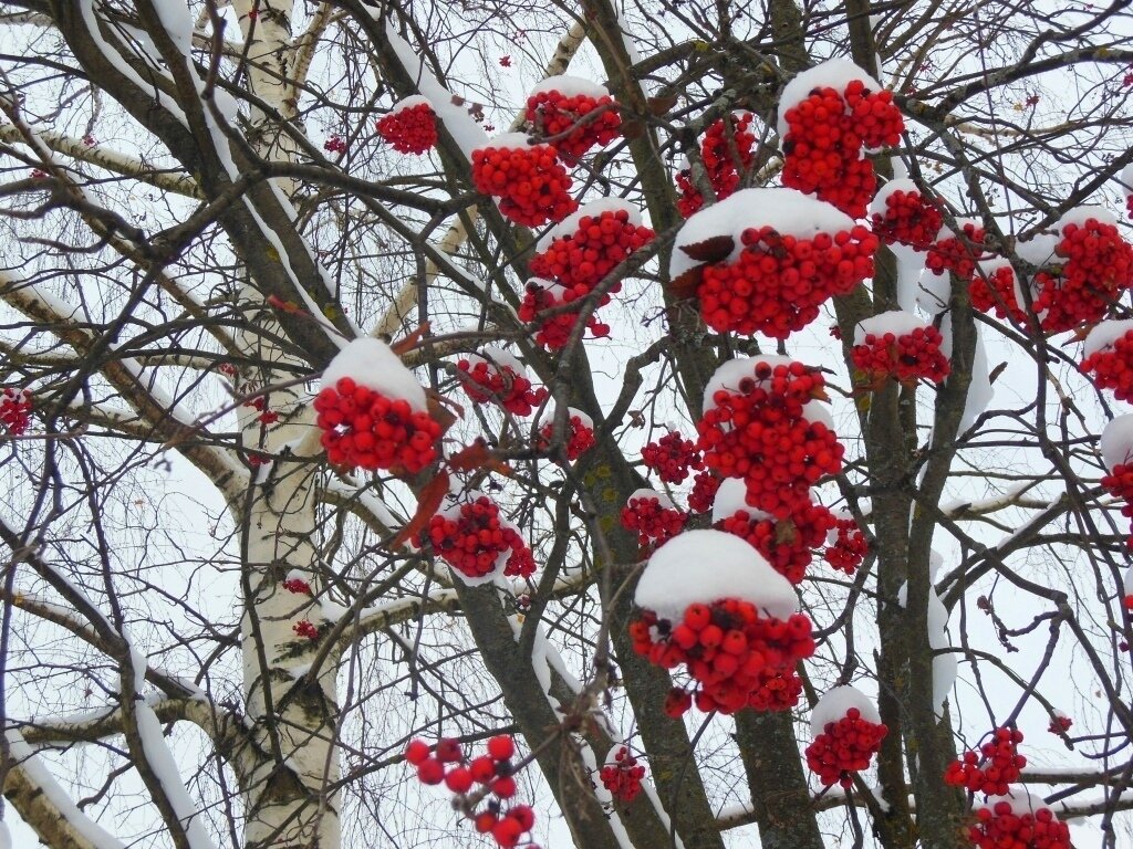 Рябина в снегу (фото автора)