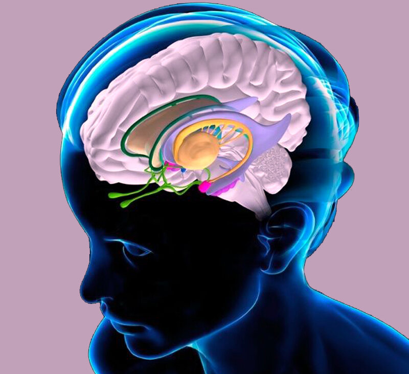 Эпифиз - красная "горошина" в центре мозга