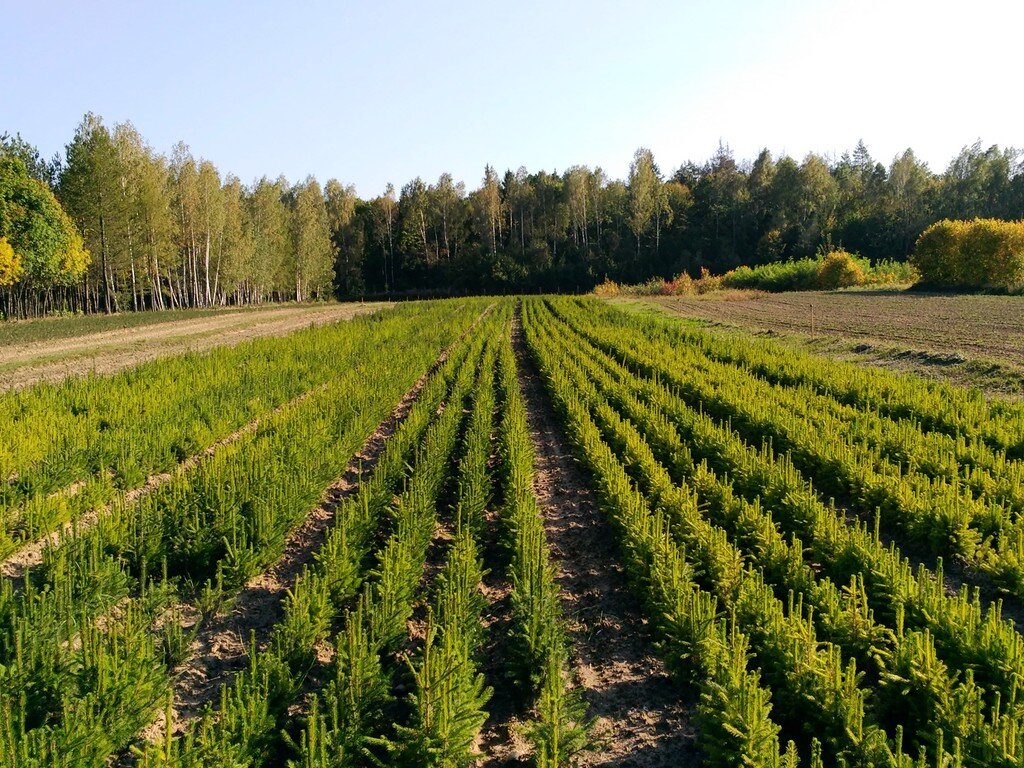 План питомника лесных культур