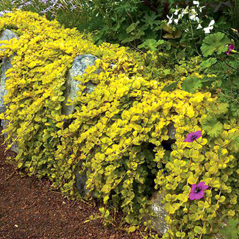 Источник Яндекс.Картинки Вербейник монетчатый