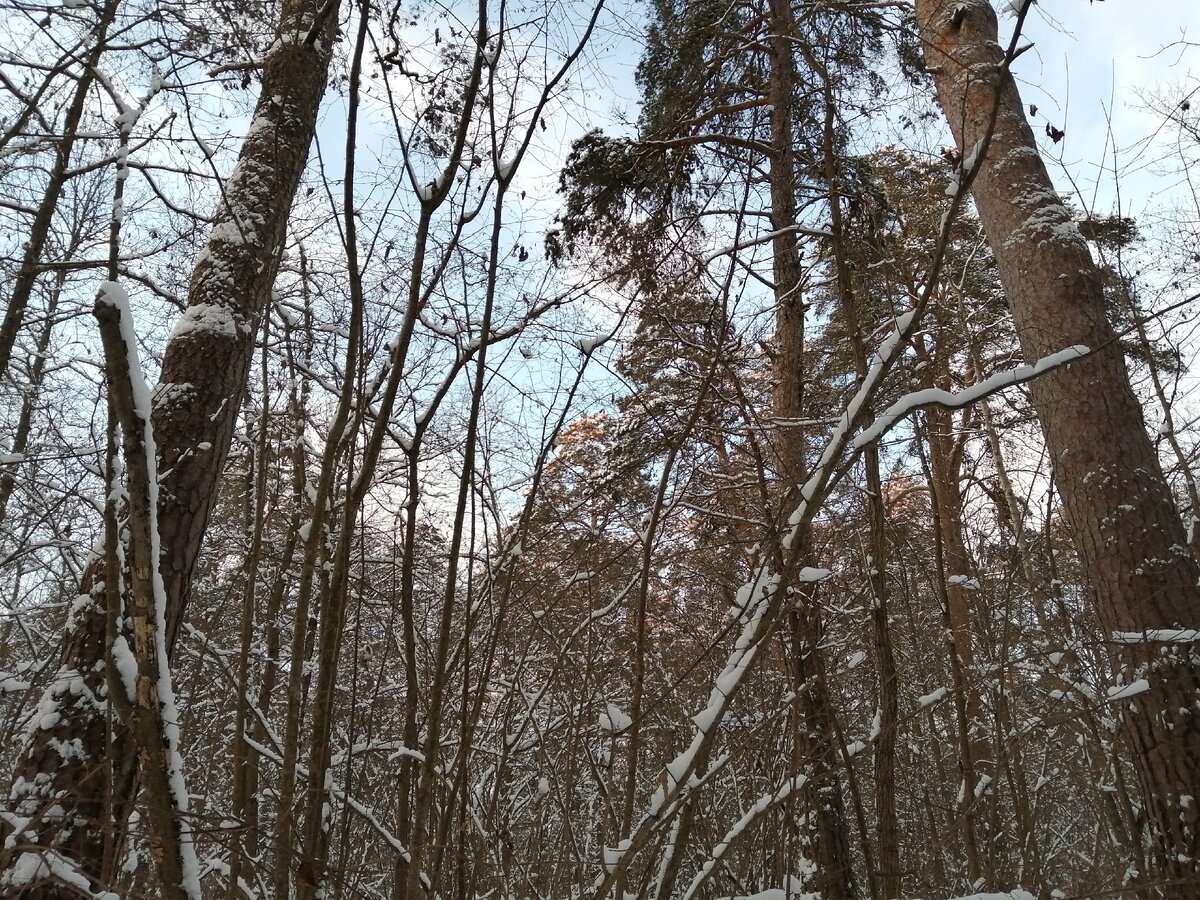 Чаща
