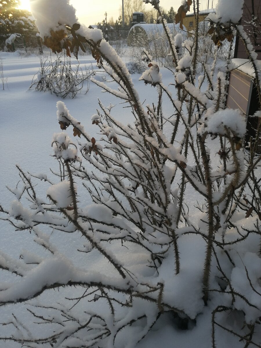 Зима в моём саду. Под снегом - гибрид ругозы Ritausma. Здесь и далее - фото автора