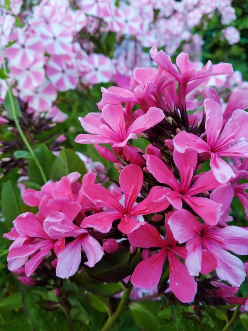 Цветочки у меня в садочке)