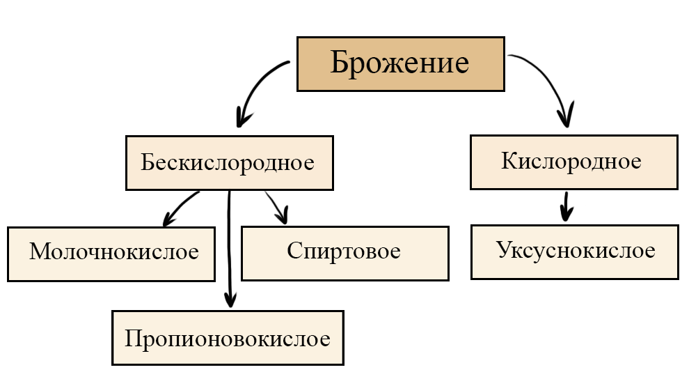 Сравнение брожений