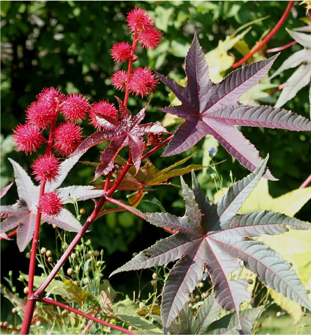 Растение которое оставляет. Клещевина обыкновенная (Ricinus communis). Клещевина Занзибар Грин. Клещевина обыкновенная Занзибар Грин. Сибирская Пальма клещевина