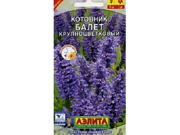 Котовник семена фото Котовники бывают разные - не ошибитесь с выбором! Дневник садовницы Дзен
