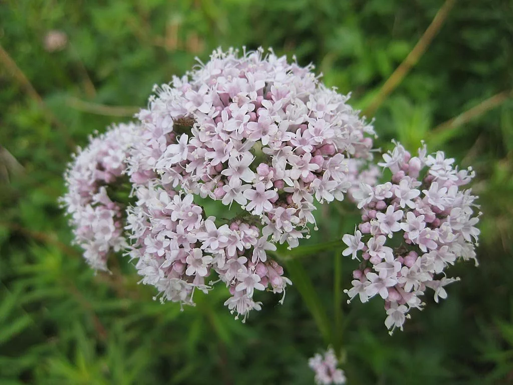 ). Валериана лекарственная (valeriana officinalis). Валерьяна фото. (valeriana officinalis). Валерьяна фото.