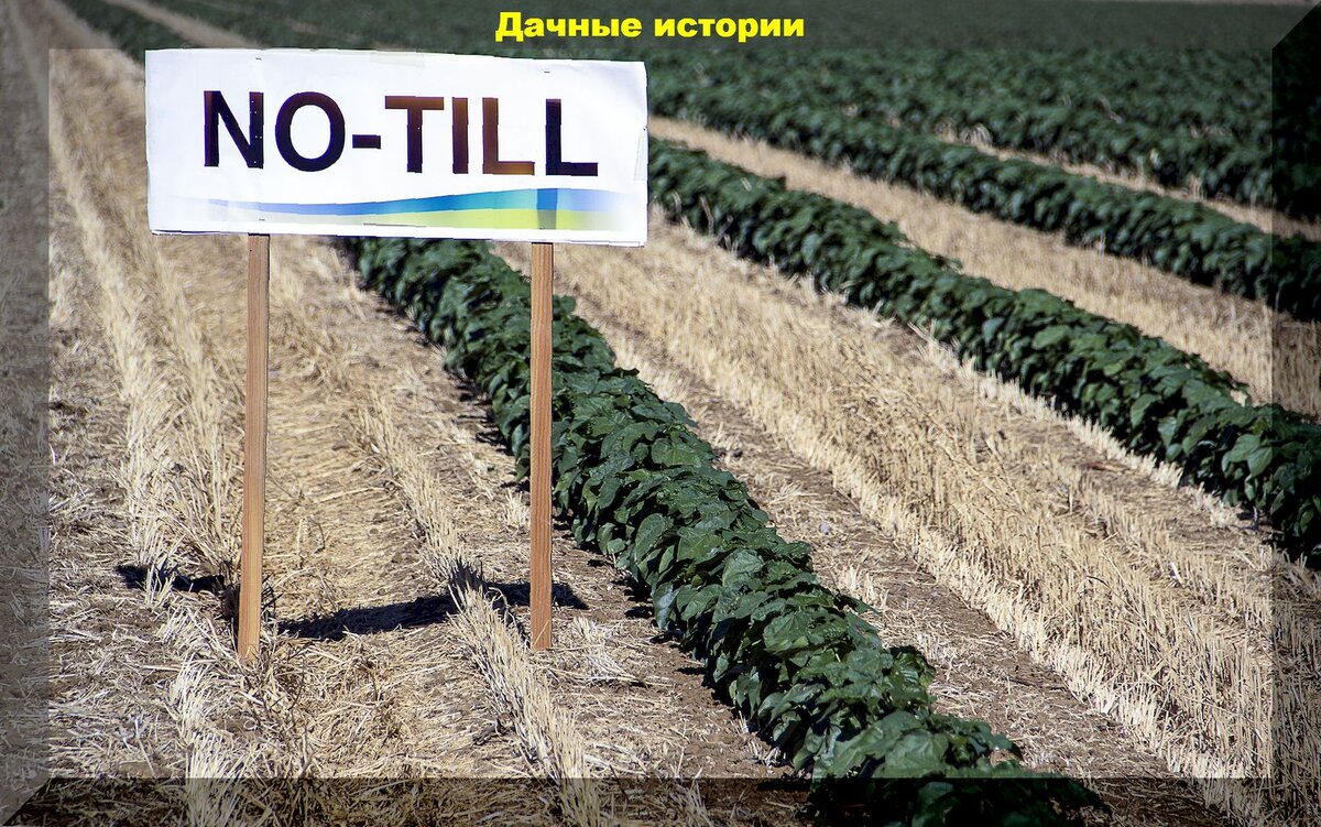 Без перекопки или технология no-till, на небольшом дачном участке. Площадь  меньше — урожай больше | Дачные истории | Дзен