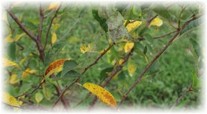 Каждый садовод должен соблюдать правила ухода за черешневым деревом, иначе оно перестанет приносить плоды. Существует несколько причин, при которых опадает черешня. Необходимо разобраться, как бороться с этим недугом.