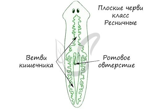 Пищеварительная система плоских червей