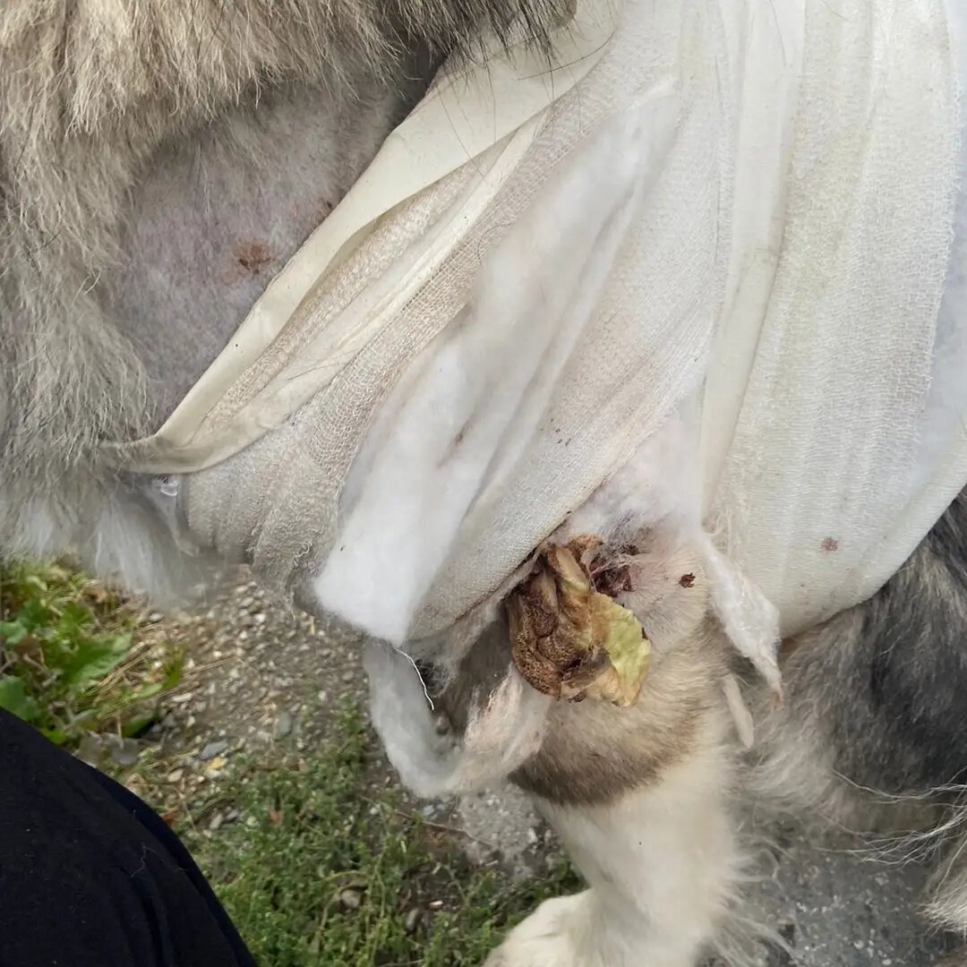 От расчесывания не спасают ни перевязки, ни попоны 🤦🏻‍♀️